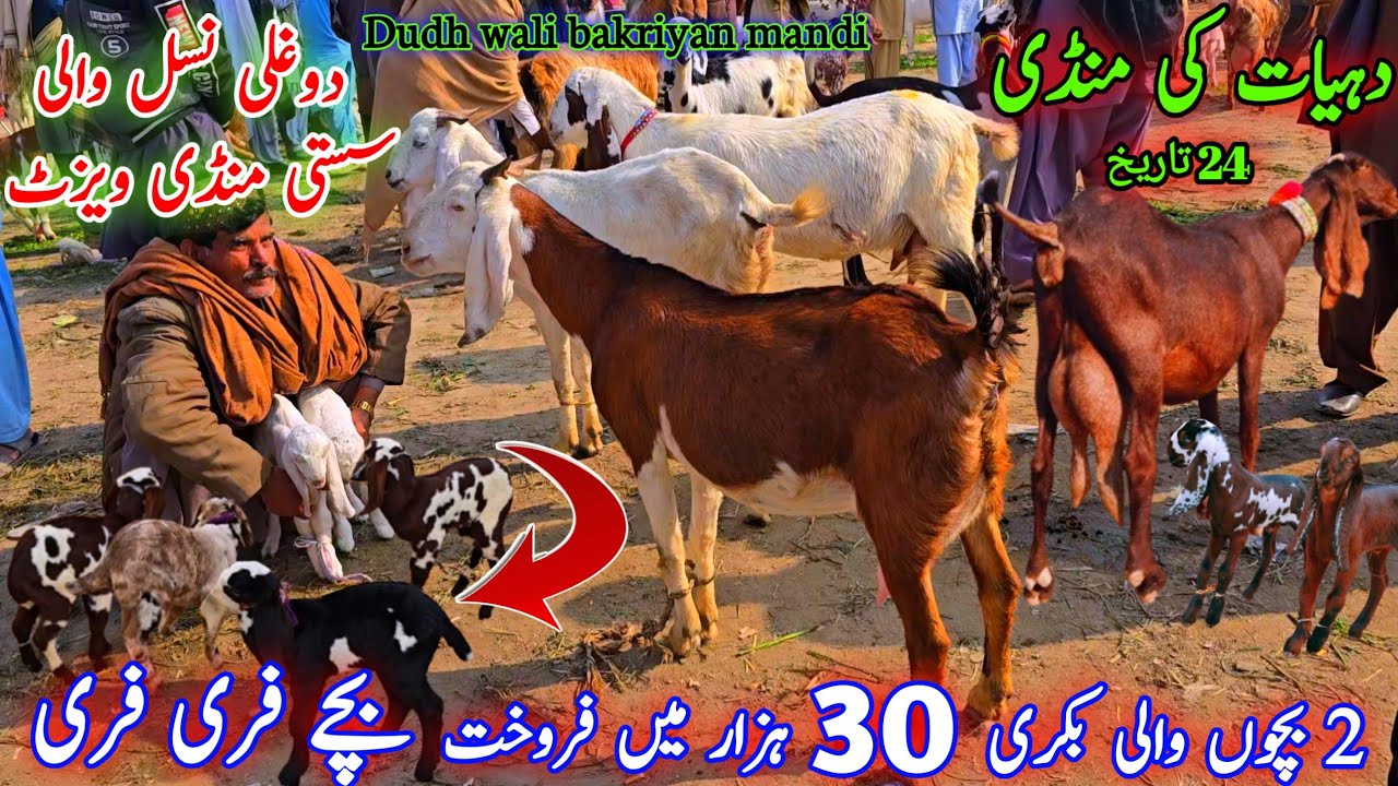 24 January 2026 Saturday village bakra mandi fresh update دیسی دوغلی بکریاں 2 بچوں والی 30 ہزار میں