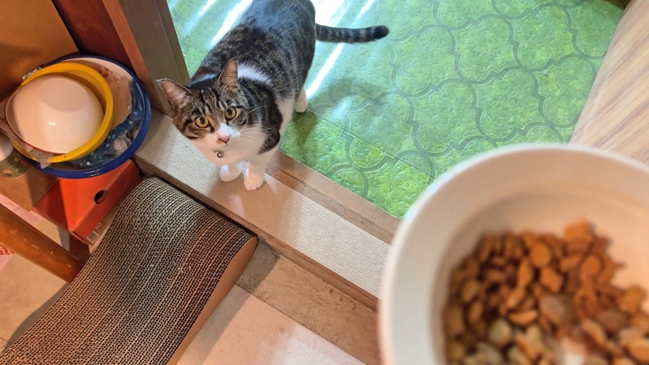 お腹が空いたねお昼ごはん【26年2月20日その4】
