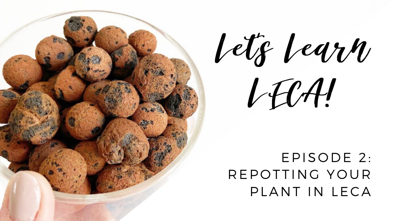 Let's Learn LECA | Ep. 2 - Moving Your Plant to LECA