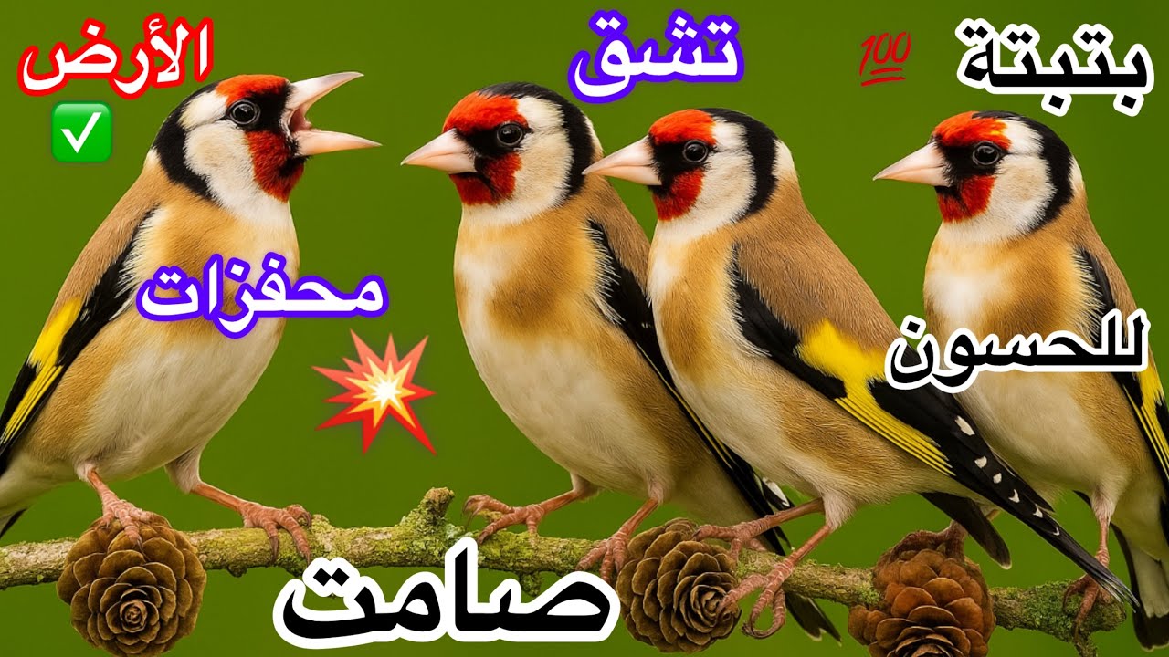 اقوى بتبتة الحسون جماعية لتحفيز الإنات وذكور على تغريد ورقص تزاوج تستسة تجهيز فحول الحسون شوك