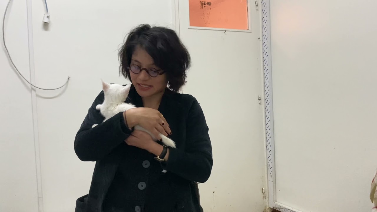 I volunteered at a CAT SHELTER in RABAT, MOROCCO