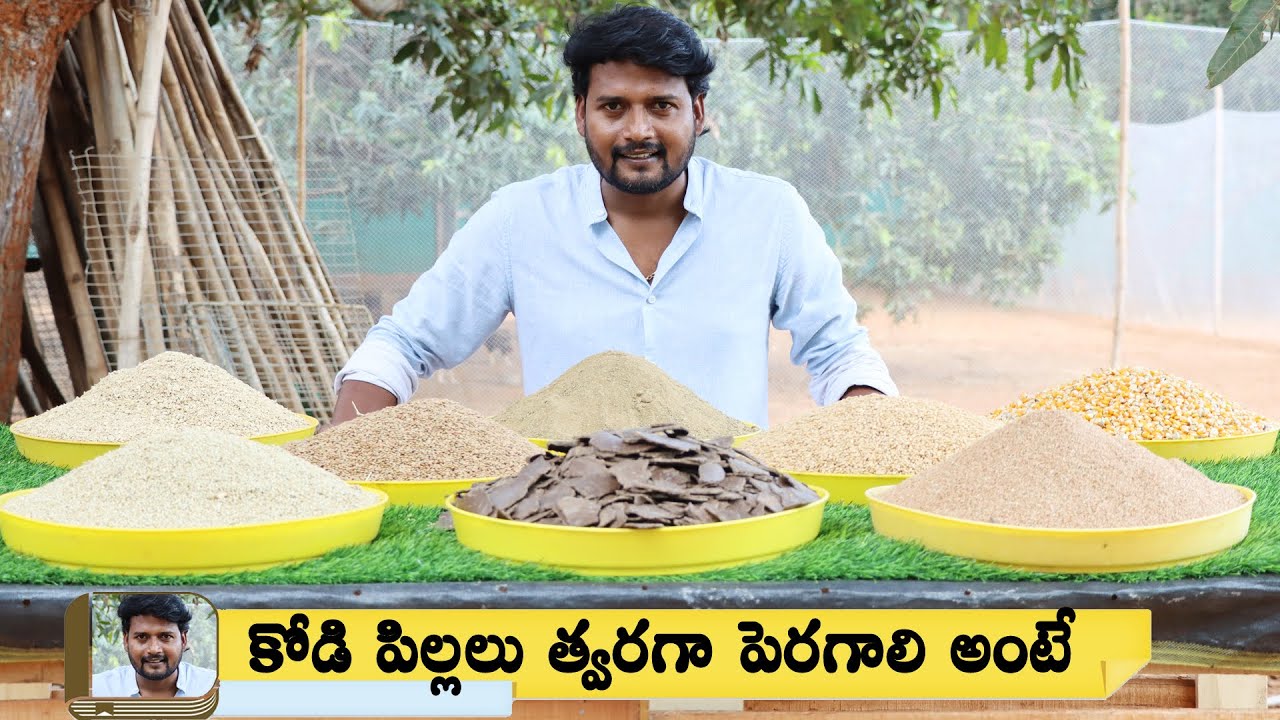 కోడి పిల్లలకు దాన ఎలా తయారు చేసుకోవాలి || Pradeep Farms || Best Feed for Chicks