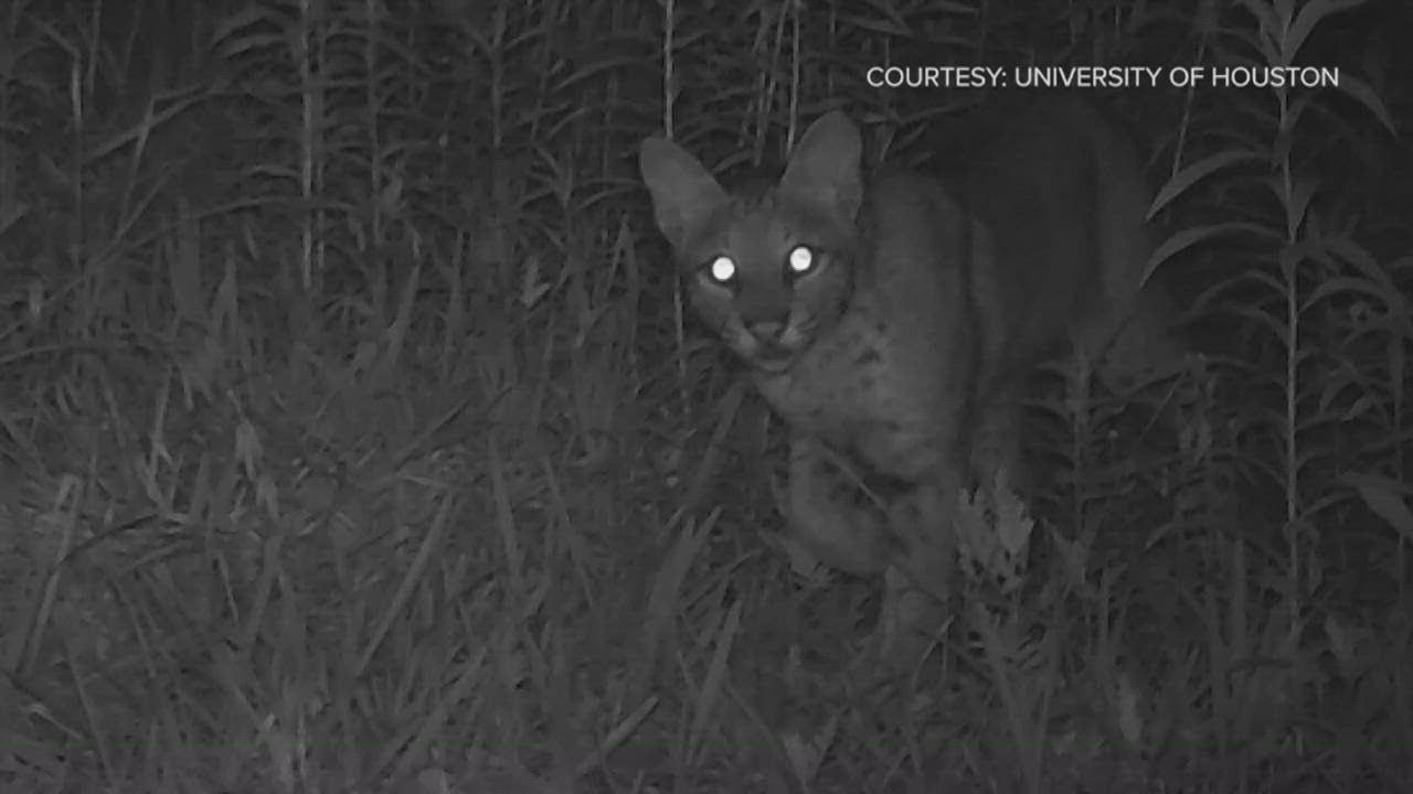 UH students set up dozens of cameras to capture wild animals around Houston