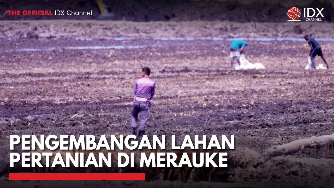 Pengembangan Lahan Pertanian di Merauke | IDX CHANNEL