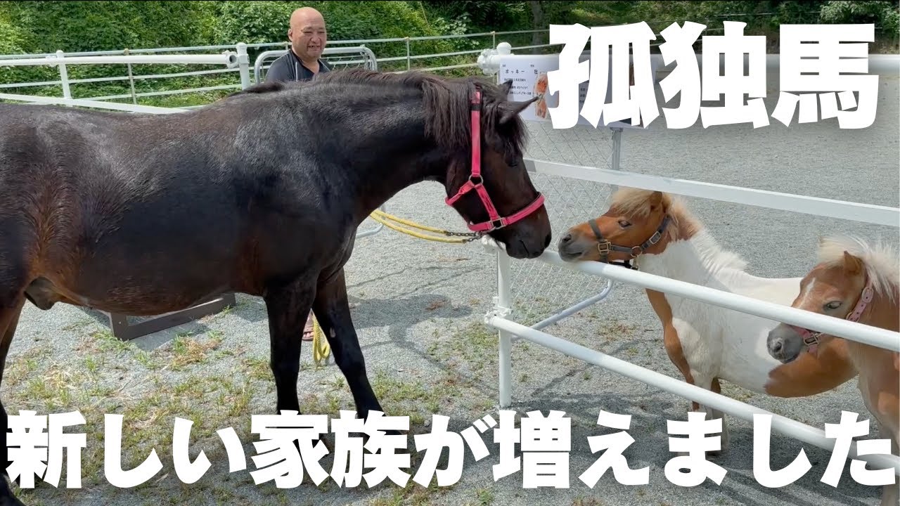 【孤独馬】生まれてすぐ捨てられたポニーが家族になりました