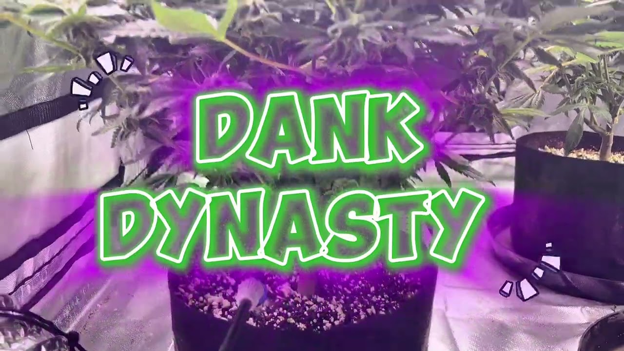 Athena Nutrients UPDATE! No Burn, Crazy Growth! (2 Weeks In) 💨