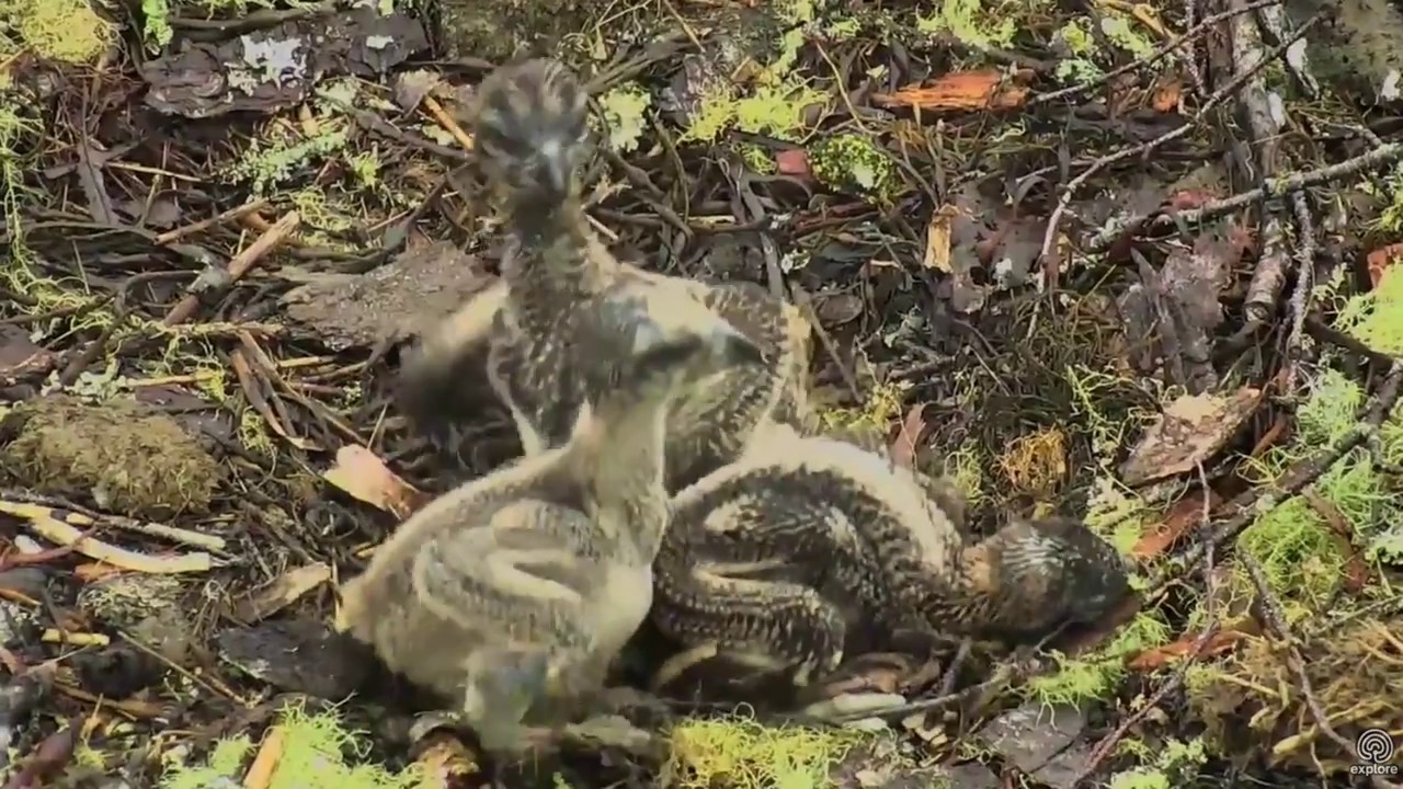 Bonking babies. Hog Island Ospreys. 17 June 2017