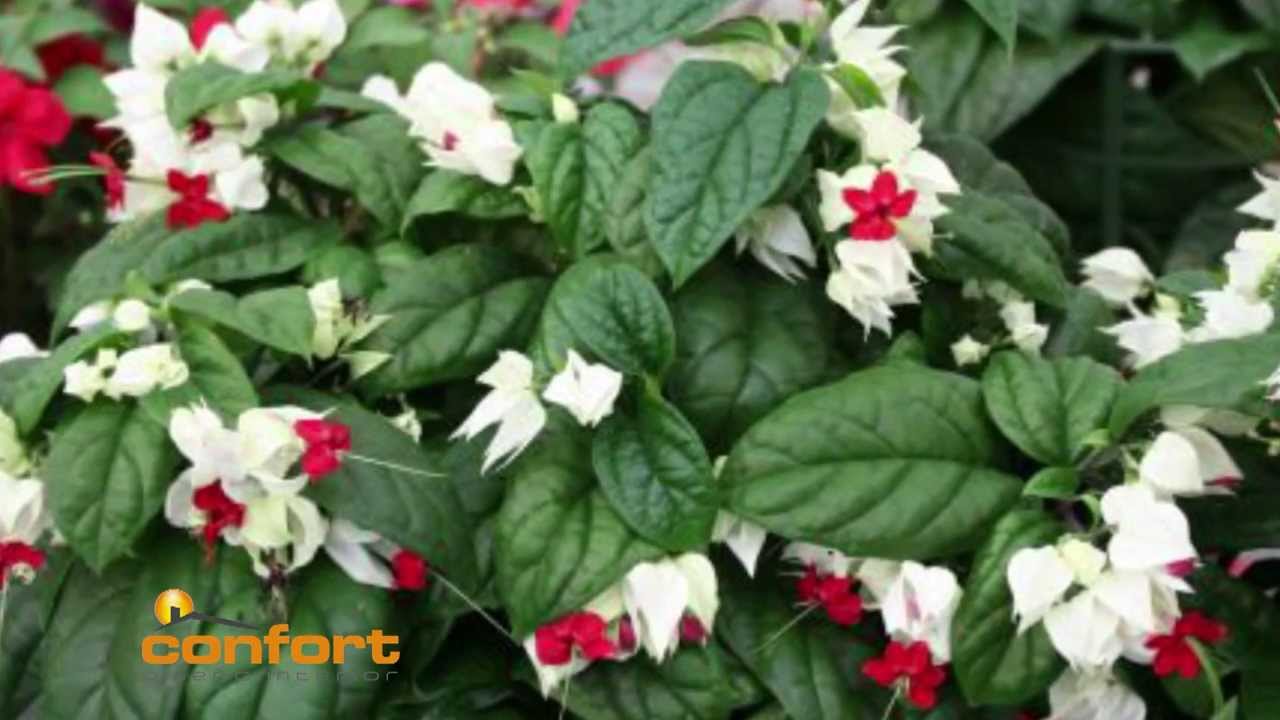 VIVERO ALEGRÍA - Enredaderas