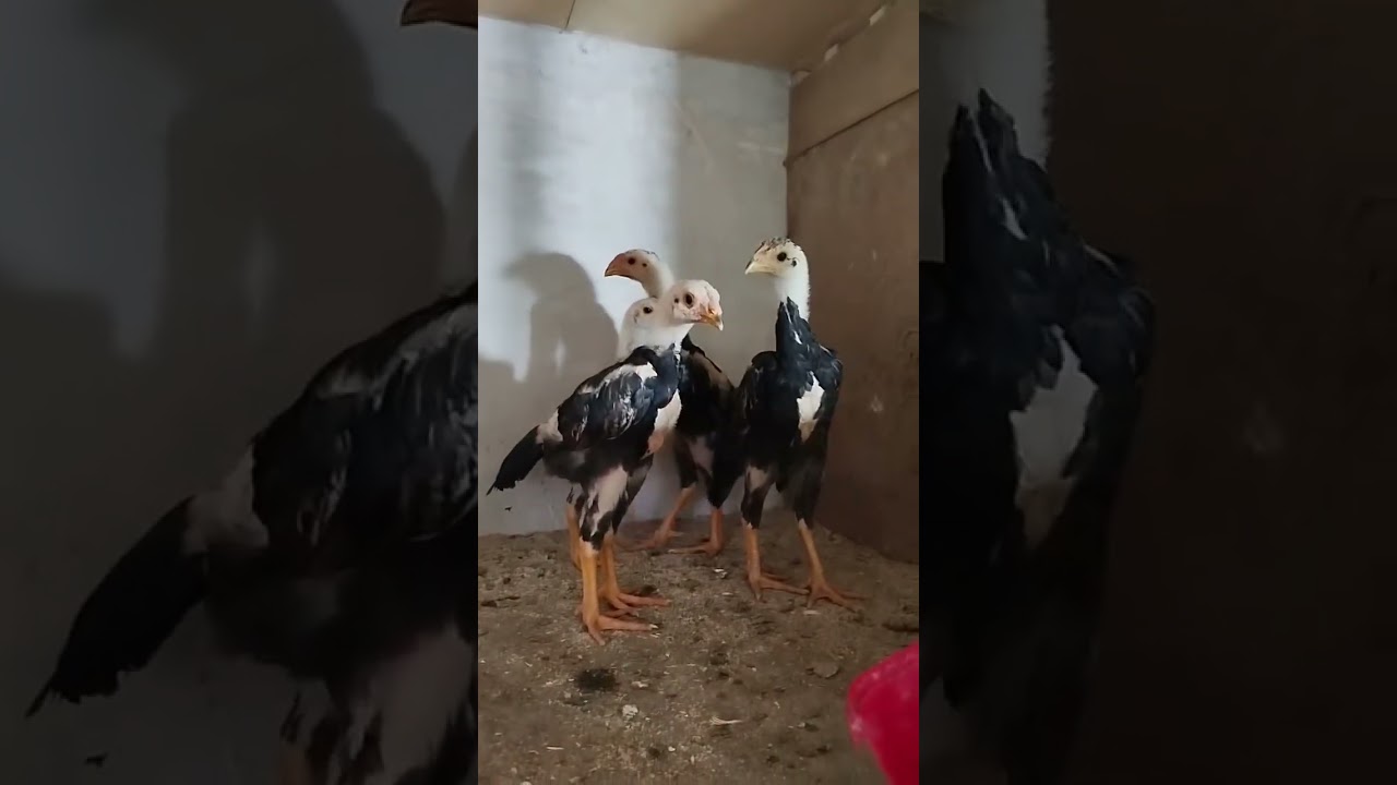 لاری،جوجه لاری، مرغ و خروس ،طیور،جنگ،جنگی