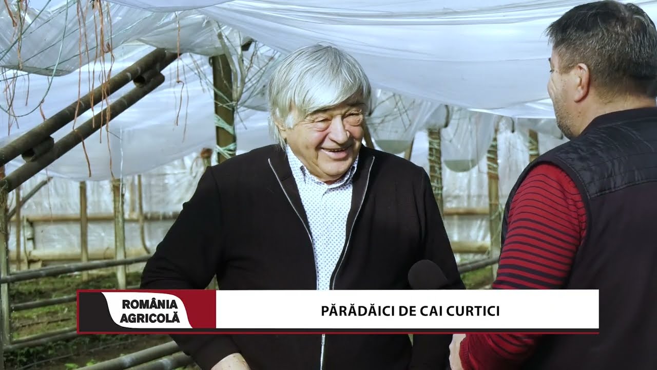 Părădăici de CAI Curtici