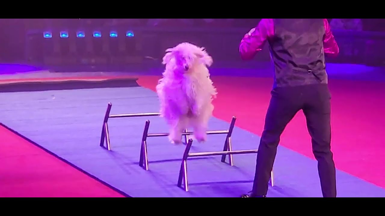 DOG SHOW @ BIG APPLE CIRCUS 🎪,  LINCOLN CENTER NEW YORK,  11/11/2025.