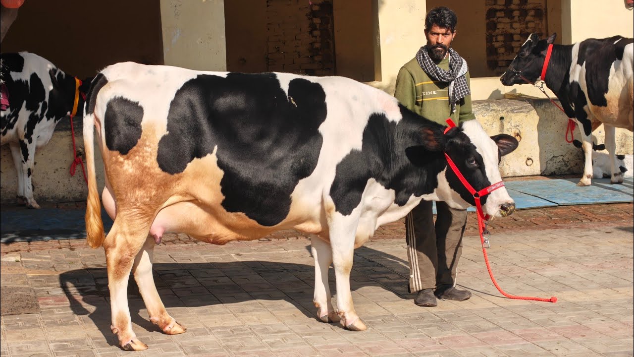 3 Cows for sale, 3 ਗਾਵਾਂ ਵਿਕਾਊ 