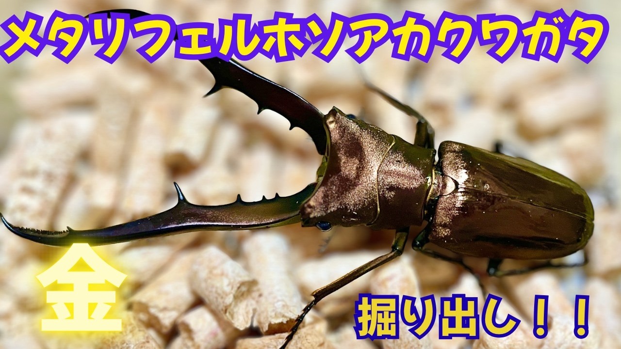 黄金の輝き　メタリフェルホソアカクワガタ　成虫掘り出し