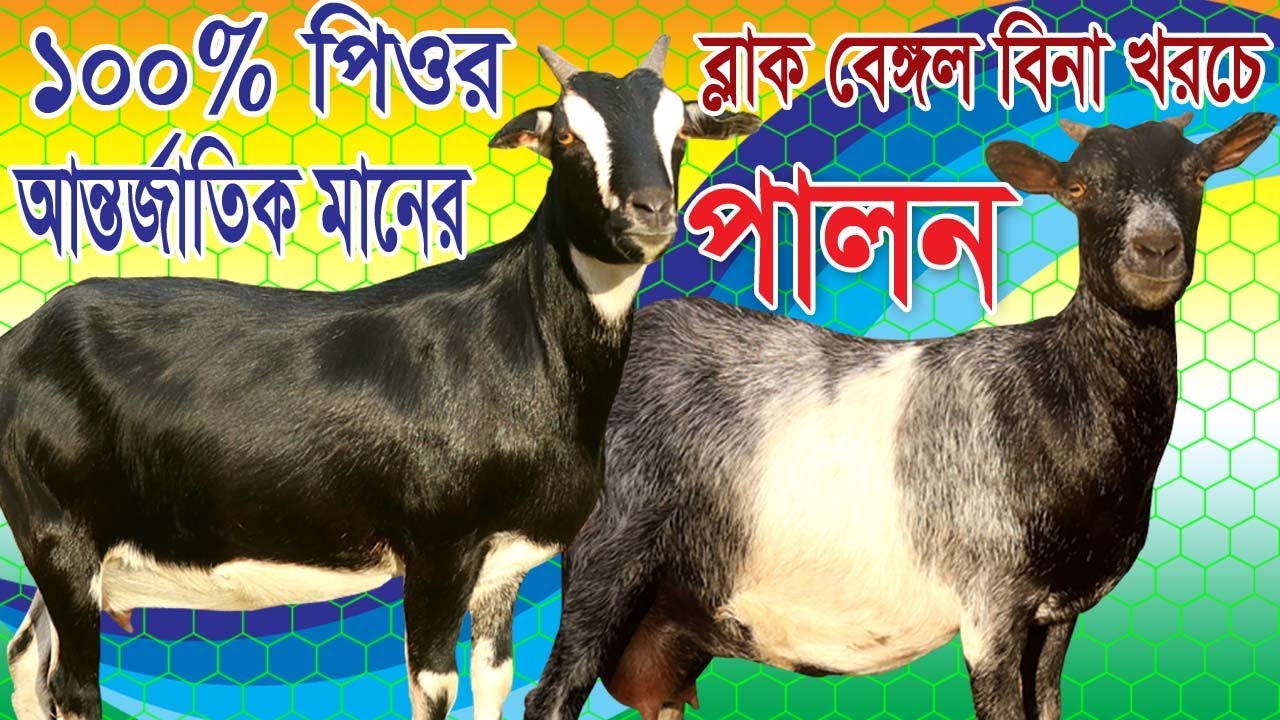 ১০০% ব্লাক বেঙ্গল পালনে ব্যর্থতা নেই ( শাকিল খান পাবনা ) কারণ জানতে ভিডিও দেখুন | Black Bangol