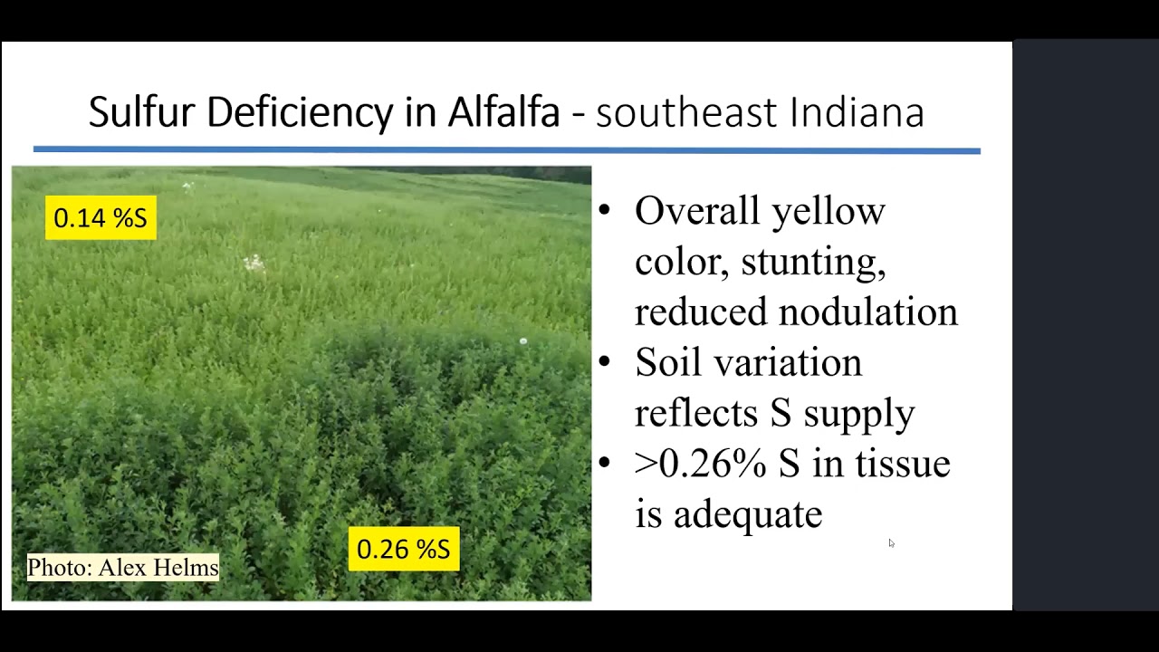 Sulfur and Boron Use in Corn