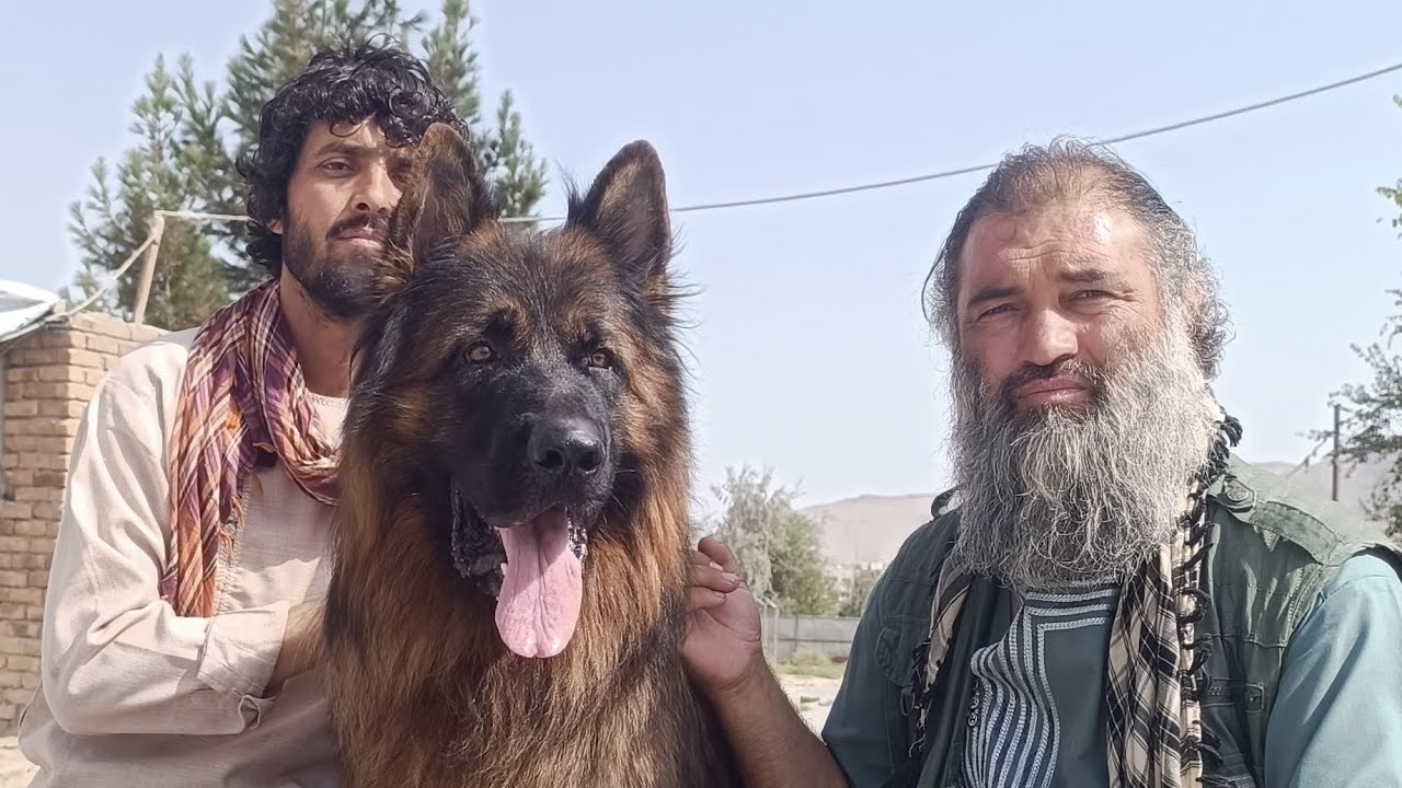 یک سلام خاص بتامام شوقی افغانستان امروز یک بار نامه متوفت از پهلوان فرهاد امیری وا حمید پچه حاجی 