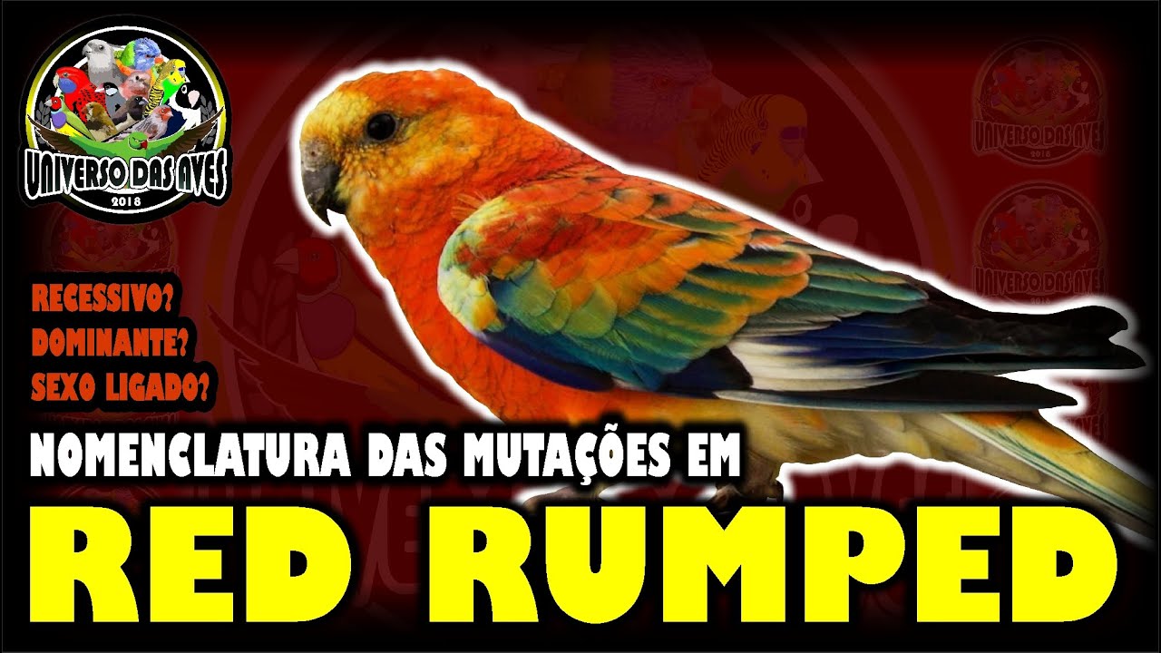 RED RUMPED - NOMENCLATURA DAS MUTAÇÕES - RECESSIVO?DOMINANTE? SEXO LIGADO?