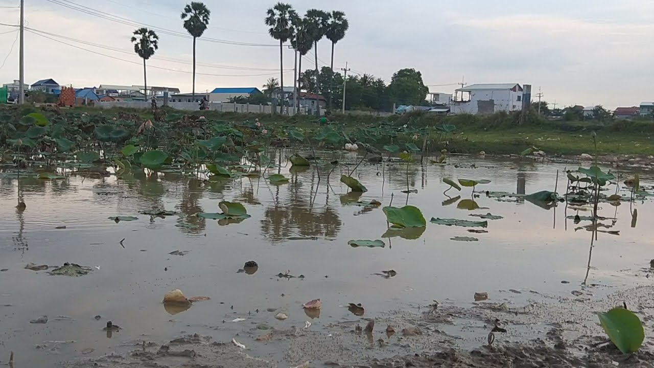The Lotus Lake in Thailand is Very Beautiful