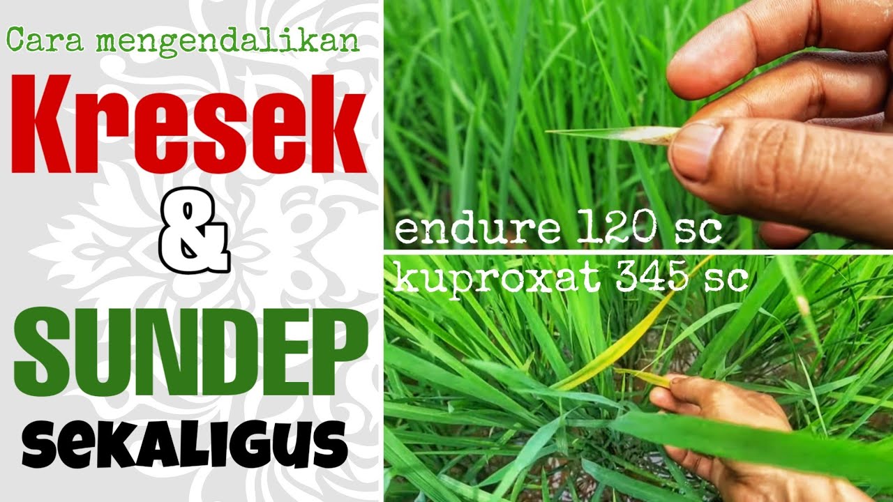 ENDURE 120 EC & KUPROXAT 345 SC OBAT SUNDEP & KRESEK PALING AMPUH