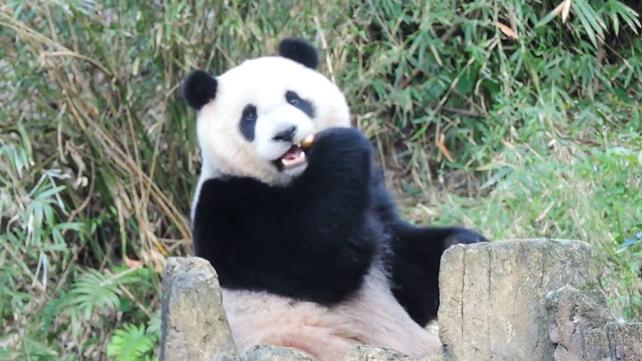 20160212-2 圓仔蘋果一口吞 下洞摔個倒栽蔥 Giant Panda Yuan Zai