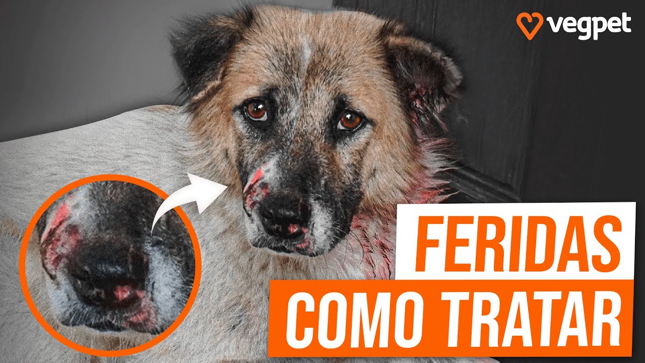 CICATRIZANTE PARA CÃES E GATOS