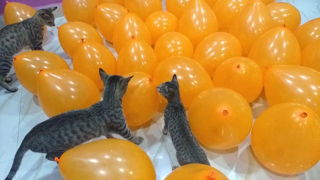 Balloons vs Cute Cats  | Cat Balloon Funny Videos | Cat Balloon game