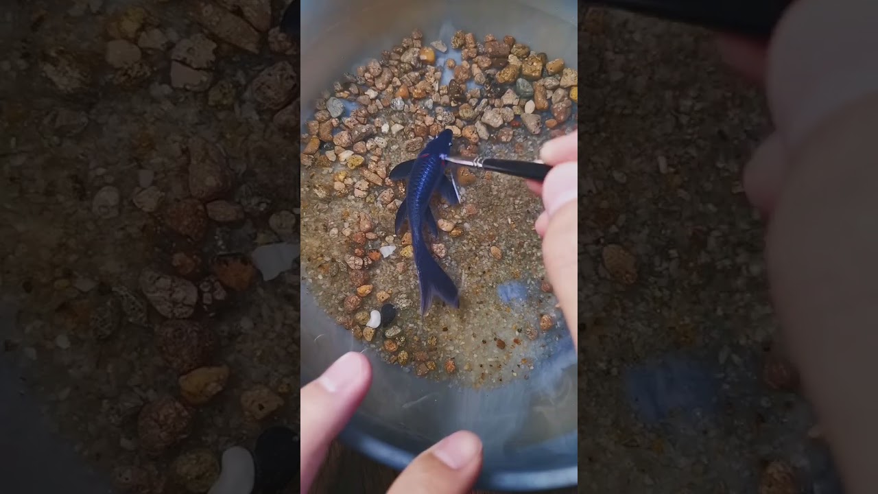 HOW TO DRAW 🐠🐟 MAGICAL FISH WITH WATER GEL###SHORTS🥰