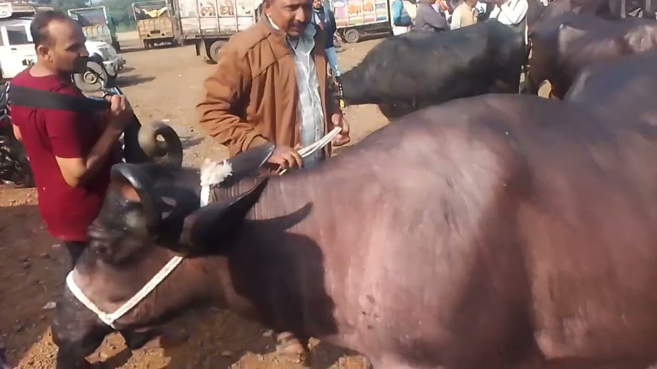### भंवरासा भैंस बाजार में इतनी इतनी ज्यादा कीमतकी भैंस###