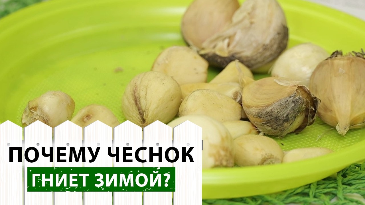 Как сохранить чеснок до следующего урожая?