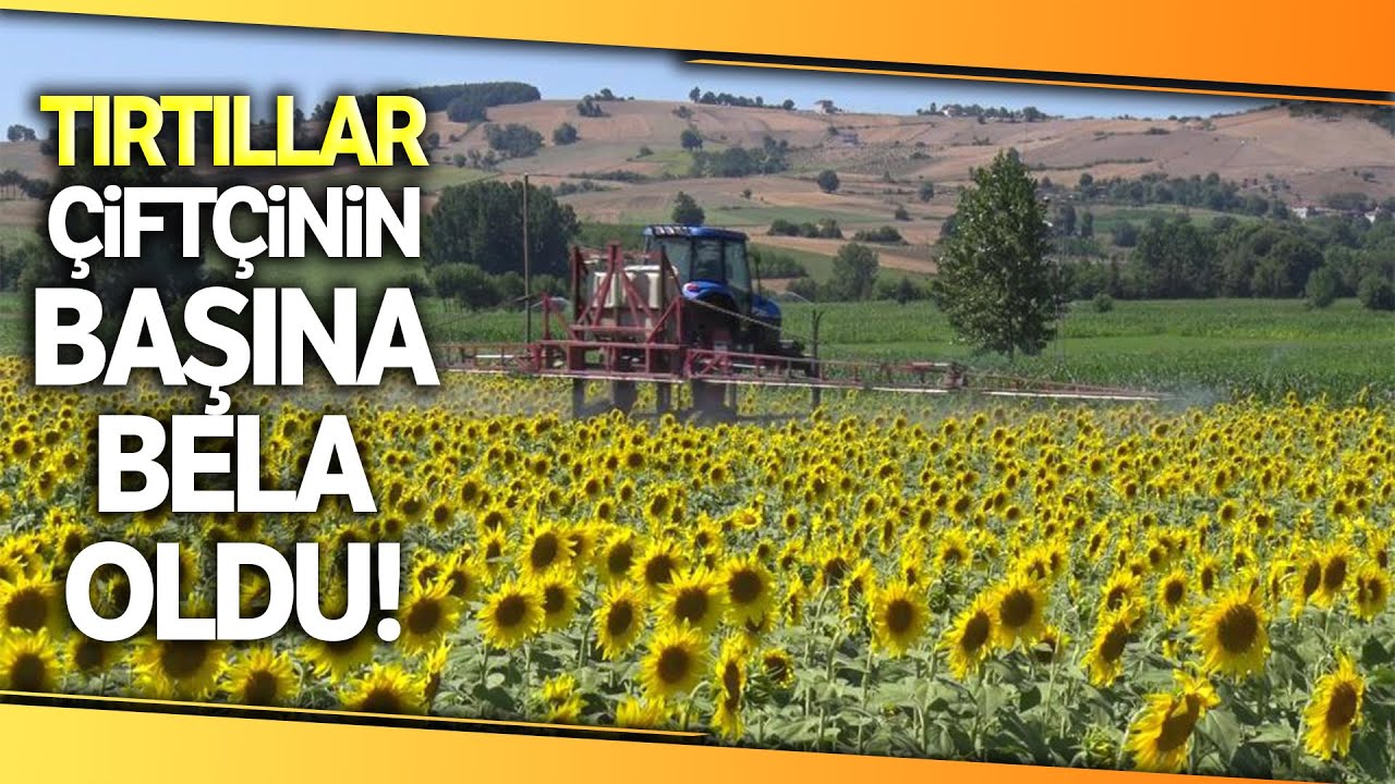 Ayçiçeği Tarlaları Çayır Tırtılına Karşı İlaçlanıyor