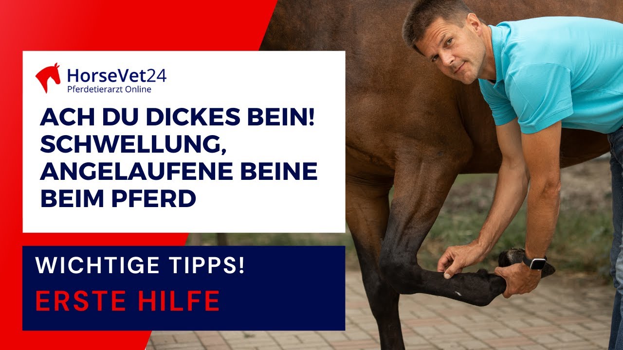 Pferdegesundheit: Schwellungen, dicke Sehne, angelaufene Beine beim Pferd / HorseVet24