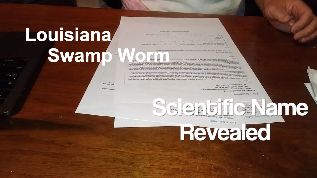 Louisiana Swamp Worms- Scientific Name Revealed! - vermicompost compost & bait worms