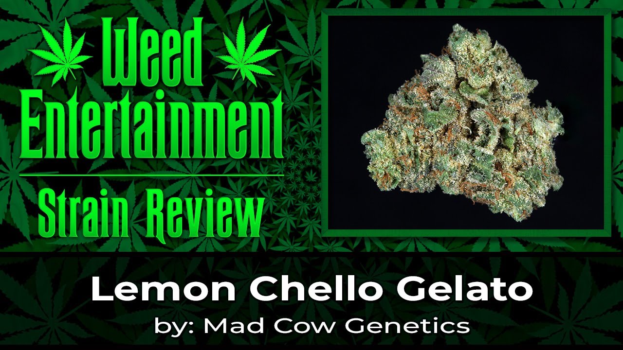 Lemon Chello Gelato - by Mad Cow Genetics - Sept 2023