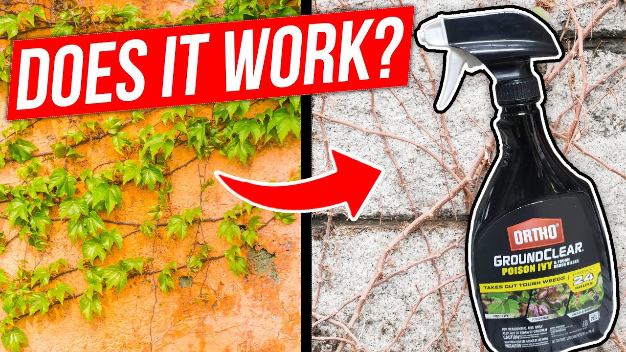 How to Kill Poison Ivy, Poison Oak, and Other Tough Vines