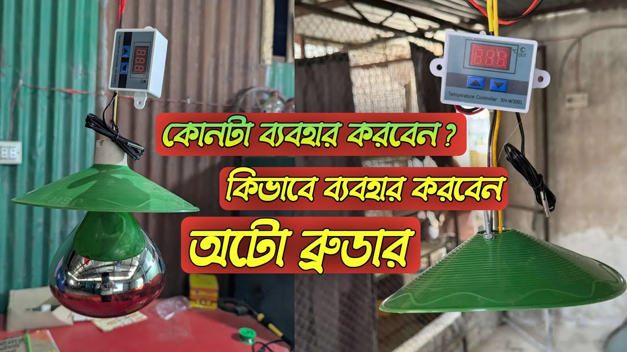 অটো ব্রুডার, তীব্র শীত থেকে বাঁচতে ব্যবহার করুন, 