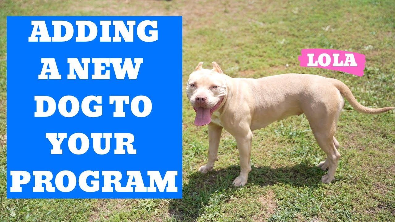 Adding a New Dog to Your Program