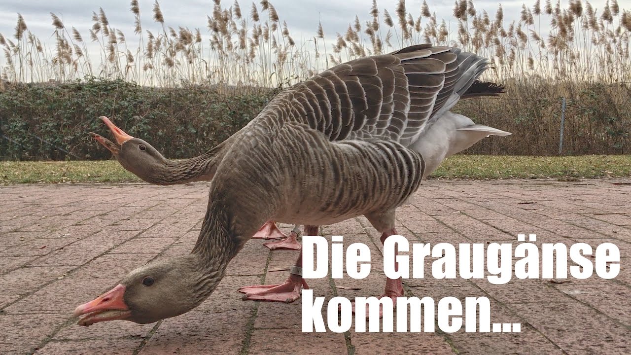 Die Graug&auml;nse kommen...