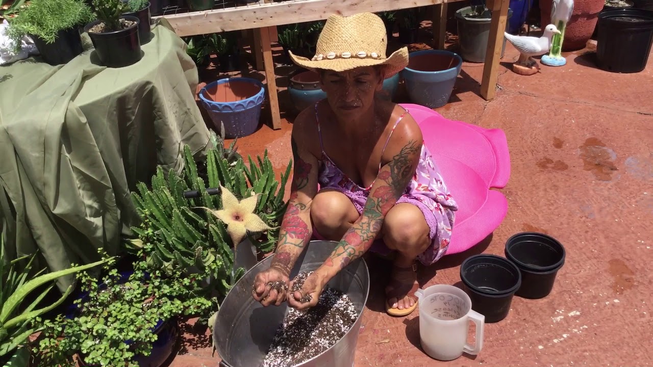 How to save you succulents
