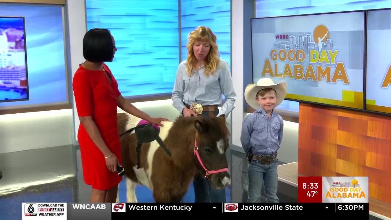 Winnie the miniature therapy horse