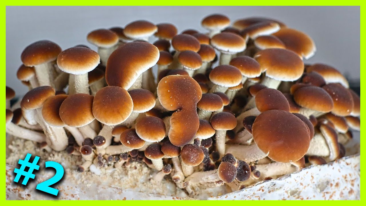 🍄 #2 Essai de culture de la PHOLIOTE DU PEUPLIER [Pioppino] [Cyclocybe cylindracea]