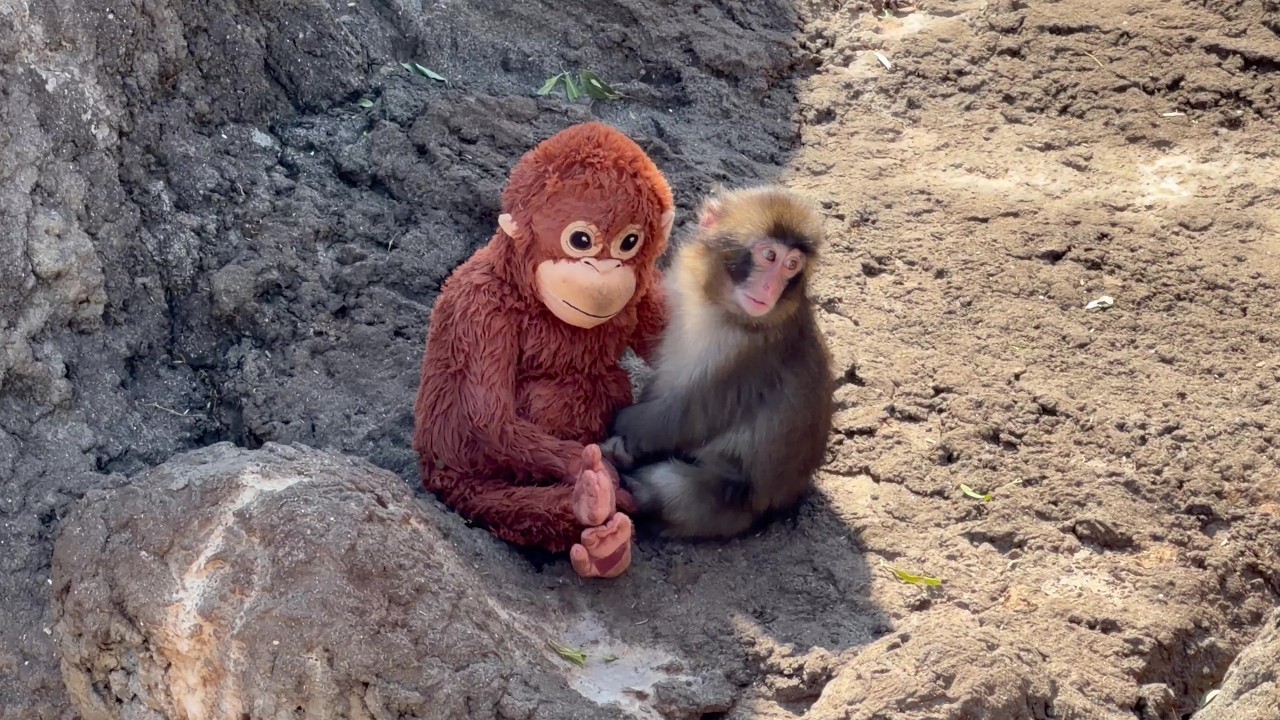 市川市動植物園のパンチくん🐒仲間との関わりが増える🦧オランママとお昼寝😴(📹2026/3/17)