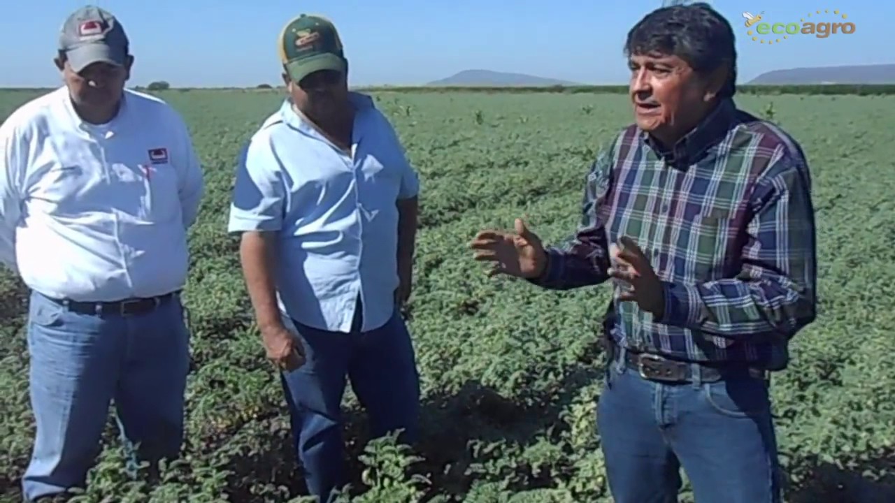 ECOAGRO/ CANIZALES garbanzo
