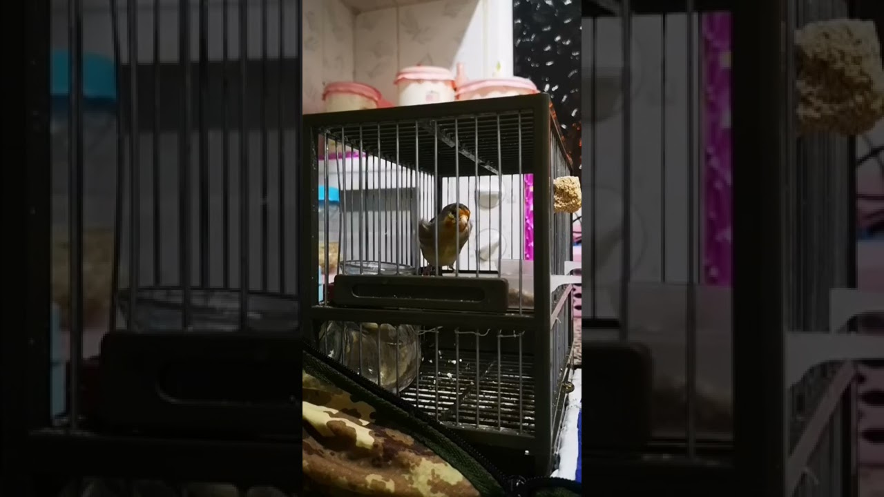 Mixto de Jilguero Rahou abdelali تلقين عبدالعالي رحو شريط يوسف خماسي