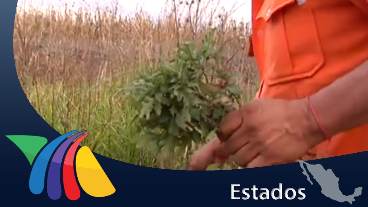 Usa plantas para controlar el pie diabético | Noticias del Estado de México