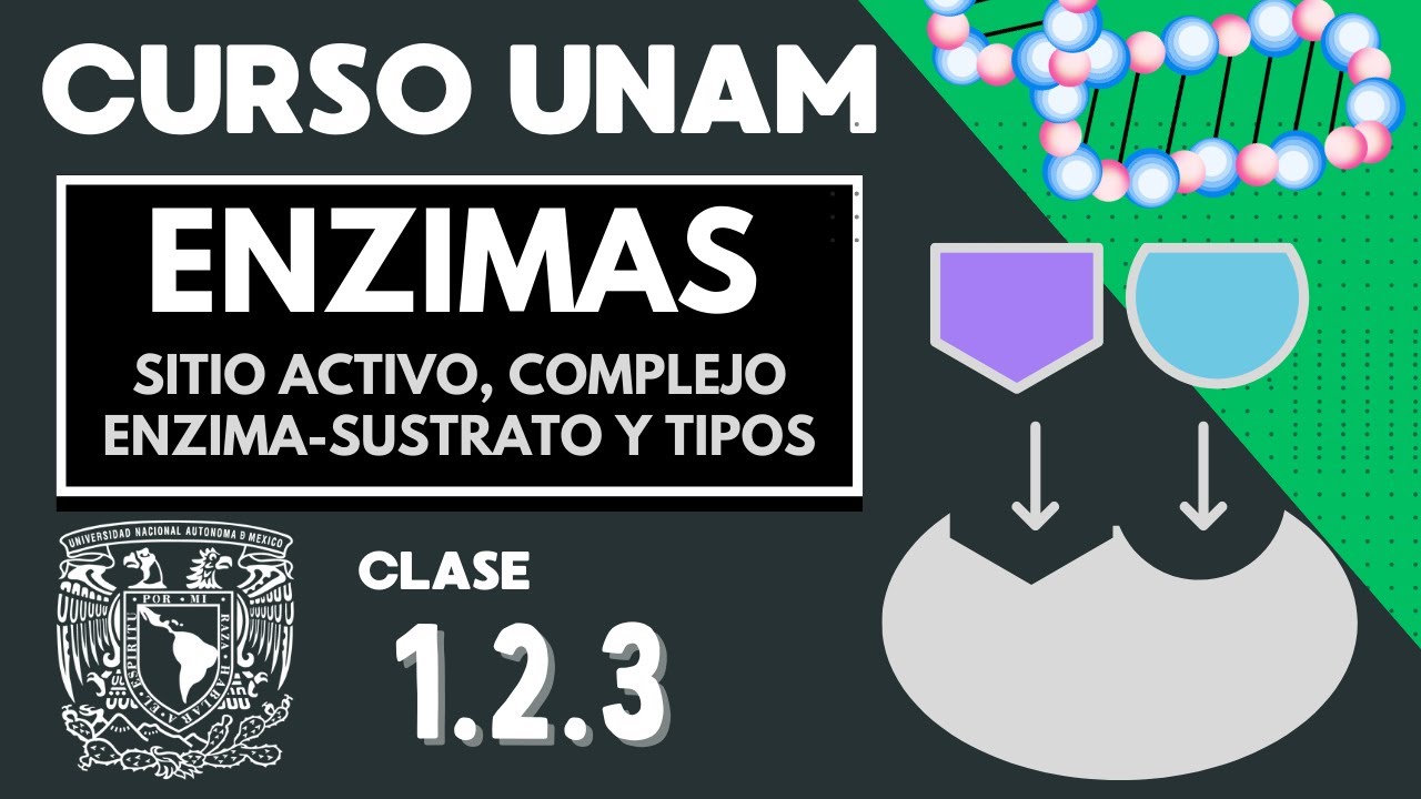 🌱 LAS ENZIMAS | Examen UNAM | Prote&iacute;nas catalizadoras | Sitio activo,  complejo  enzima-sustrato