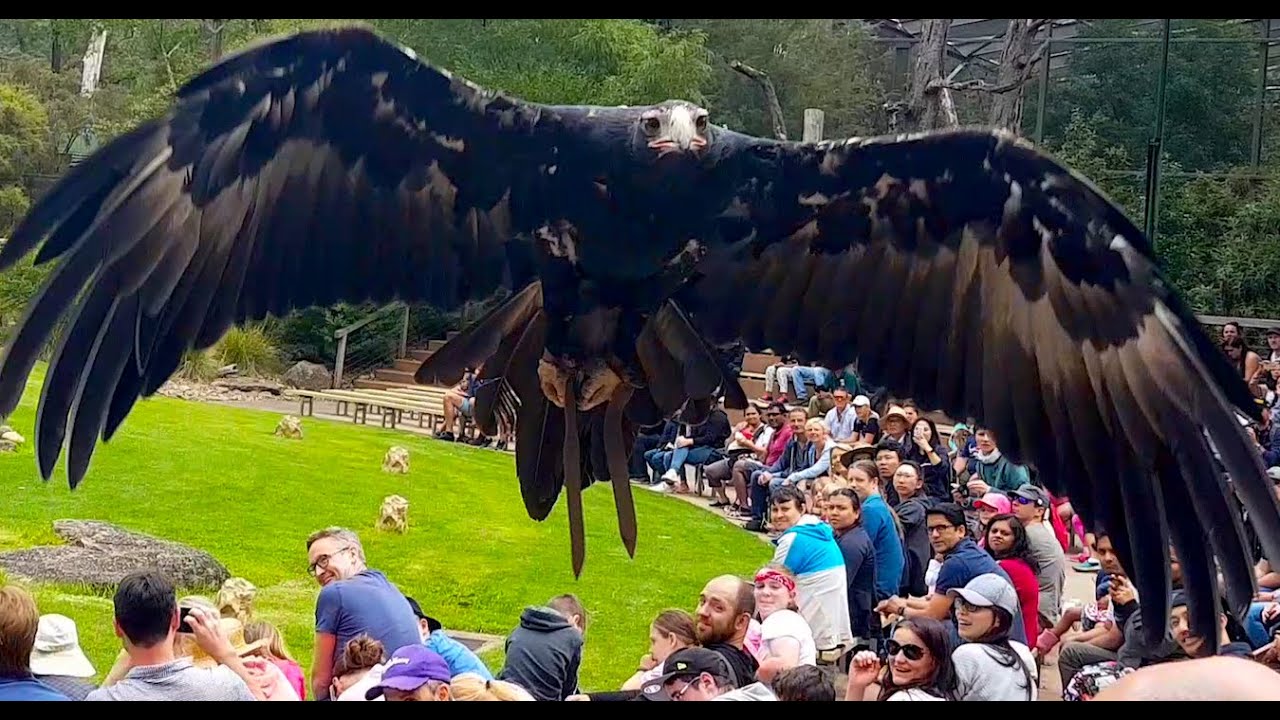 Spirits of the Sky at Healesville Sanctuary, Victoria