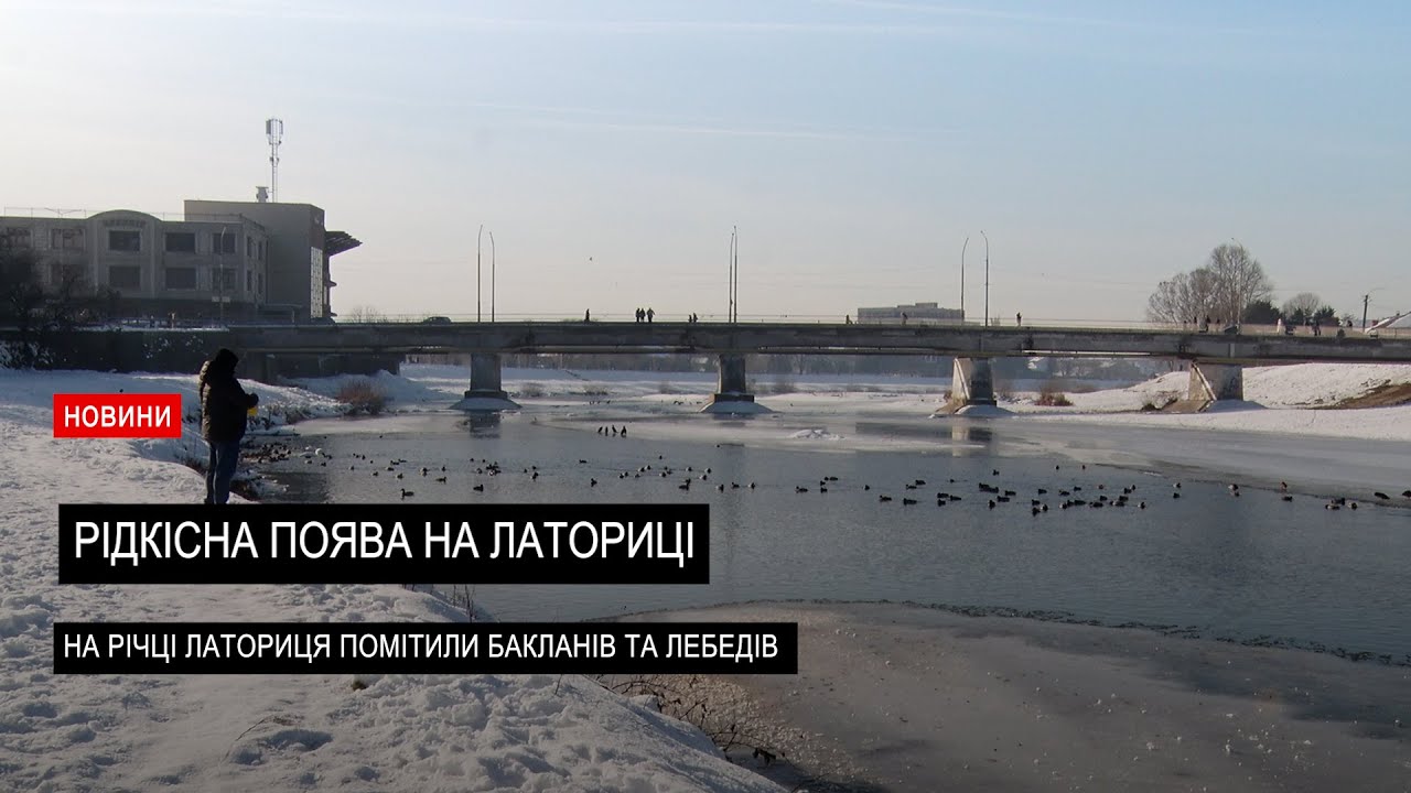 Несподівані гості: на річці Латориця зявилися баклани  та лебеді