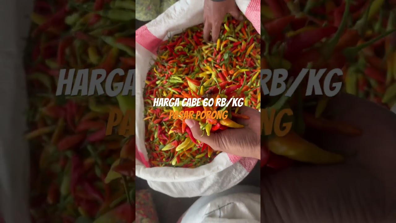 Harga cabe rawit hari ini #hargacabehariini #hargacabe #hargasayurhariini