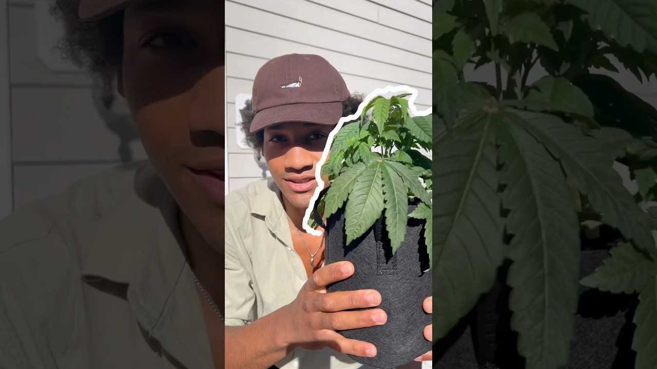 Как я удобряю рассаду каннабиса 🌱 #образованиевконопли