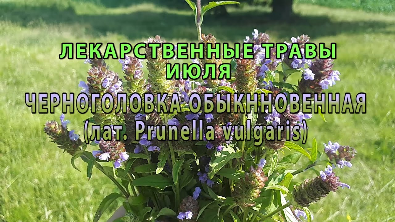 Лекарственные растения июля 